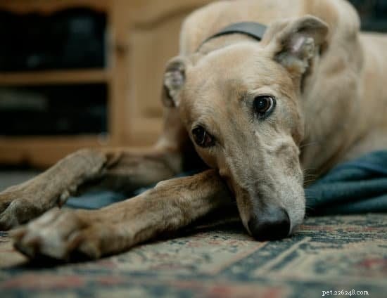 2021 Updated: 10 Ideal Apartment‑Friendly Dog Breeds