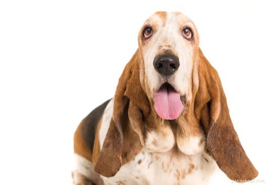 2021 Updated: 10 Ideal Apartment‑Friendly Dog Breeds