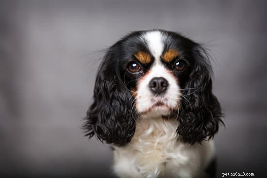 2021 Updated: 10 Ideal Apartment‑Friendly Dog Breeds