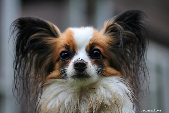 Top Dog Breeds for First‑Time Owners: Find the Perfect Match