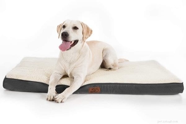 Guide to Caring for Senior Dogs: Ensuring Safety, Comfort, and Happiness