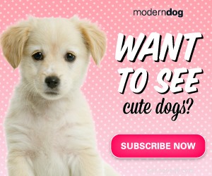 Top 5 Dog‑Friendly Cities for Your Furry Companion
