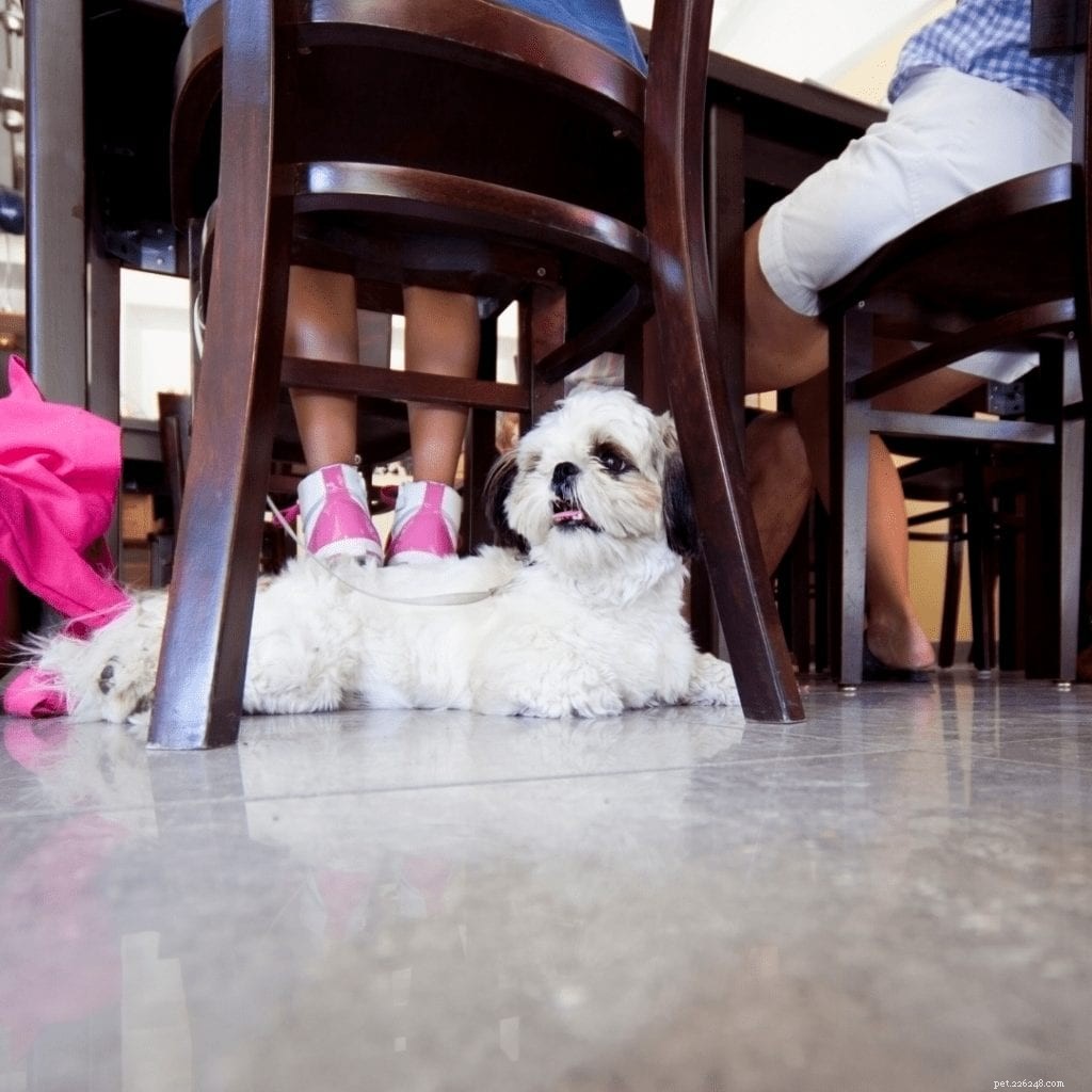 Top 5 Dog‑Friendly Cities for Your Furry Companion