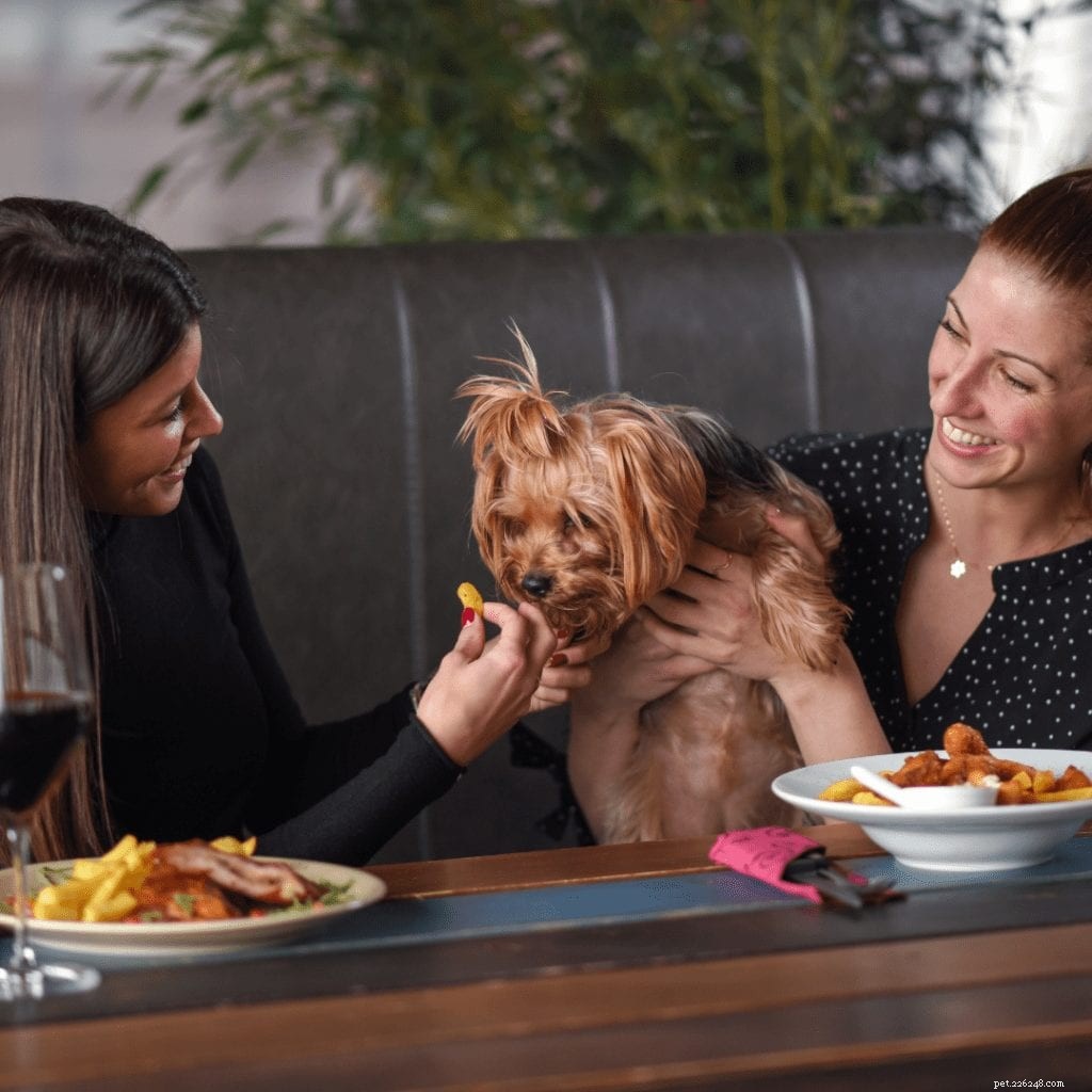 Top 5 Dog‑Friendly Cities for Your Furry Companion