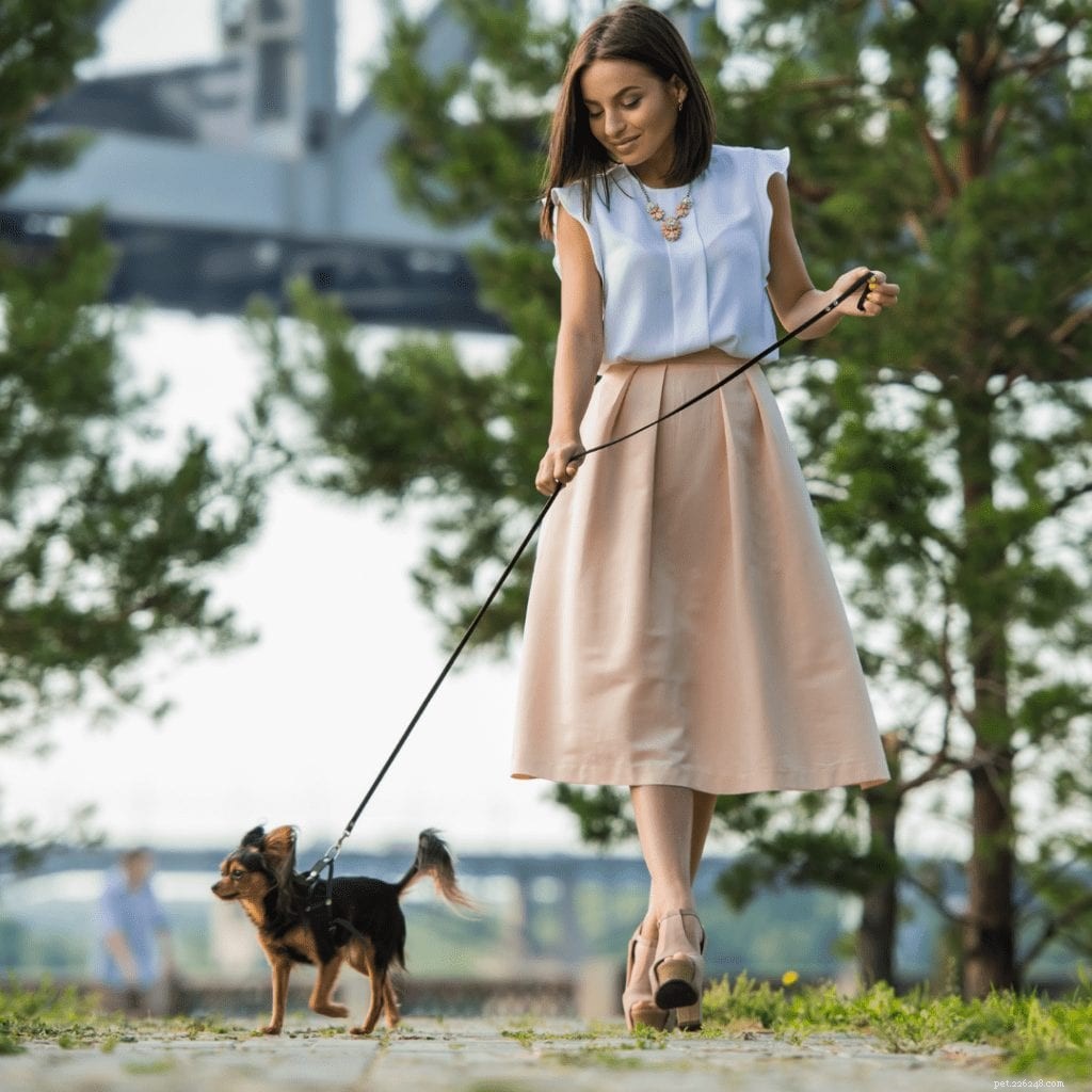 Top 5 Dog‑Friendly Cities for Your Furry Companion