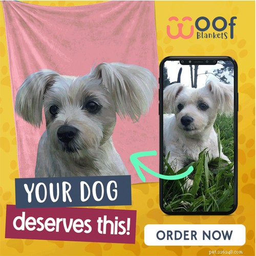 10 Compelling Reasons to Adopt a Senior Dog