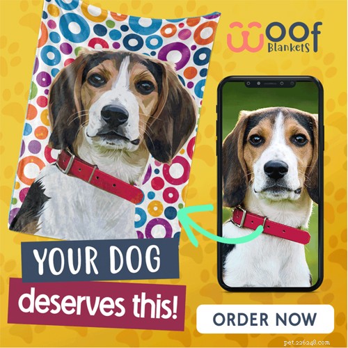 10 Compelling Reasons to Adopt a Senior Dog