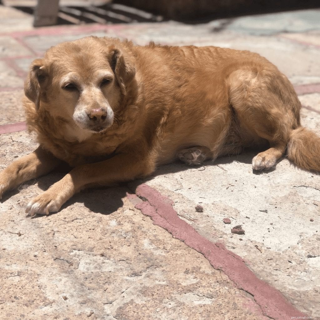 10 Compelling Reasons to Adopt a Senior Dog
