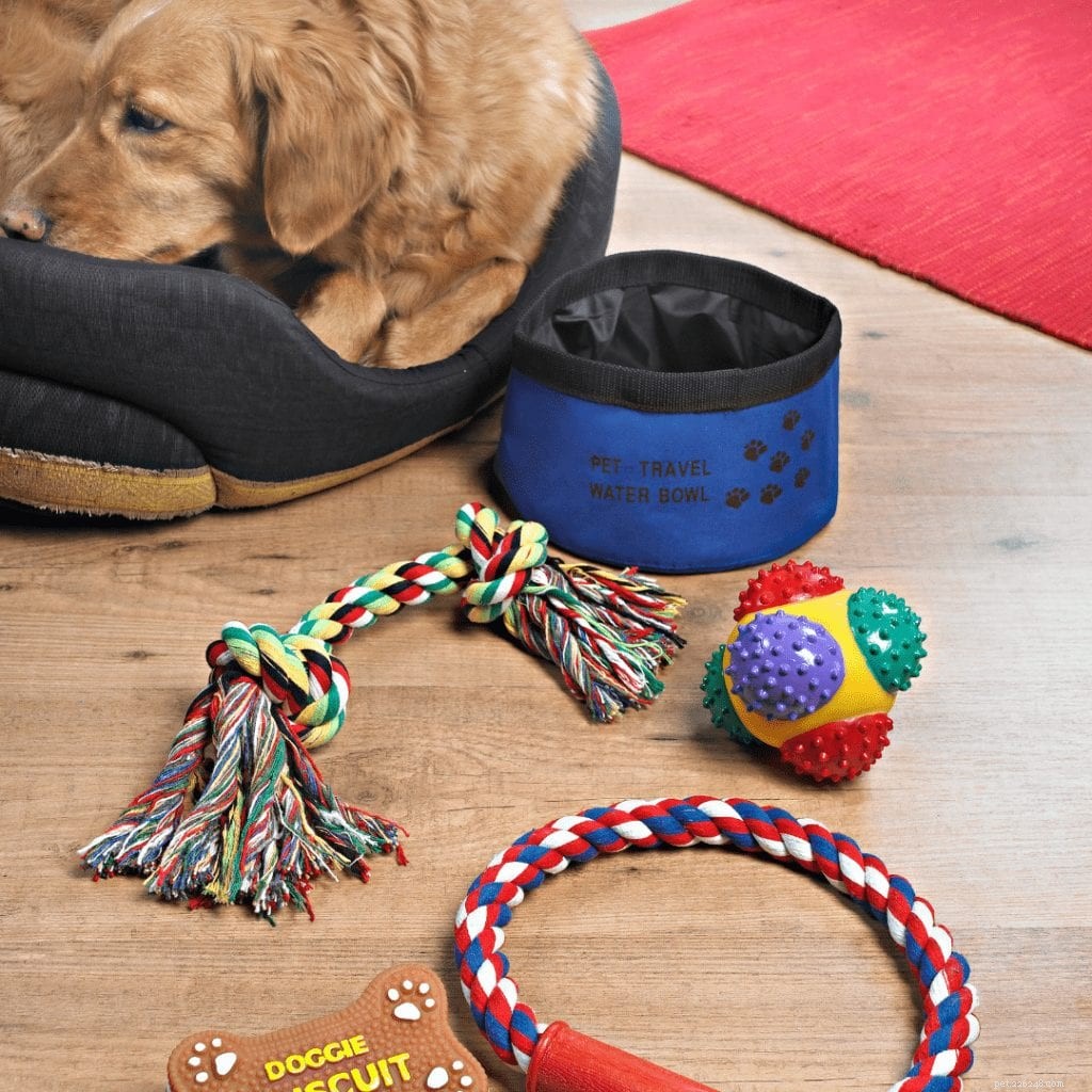 Seven Engaging Indoor Games to Keep Your Dog Active & Bonded