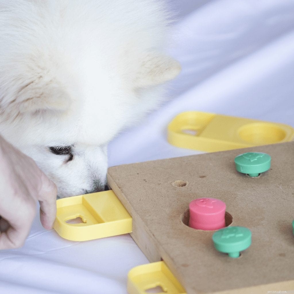 Seven Engaging Indoor Games to Keep Your Dog Active & Bonded
