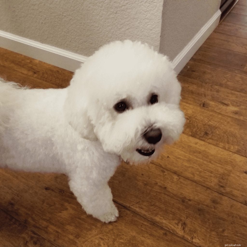 Seven Engaging Indoor Games to Keep Your Dog Active & Bonded
