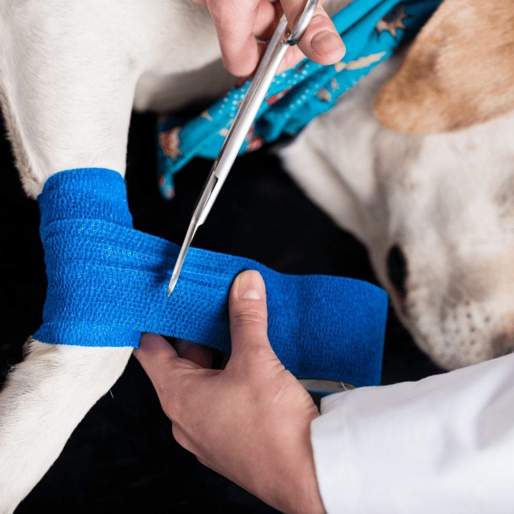 Preventing Common Dog Injuries: A Guide to Safer Pet Care
