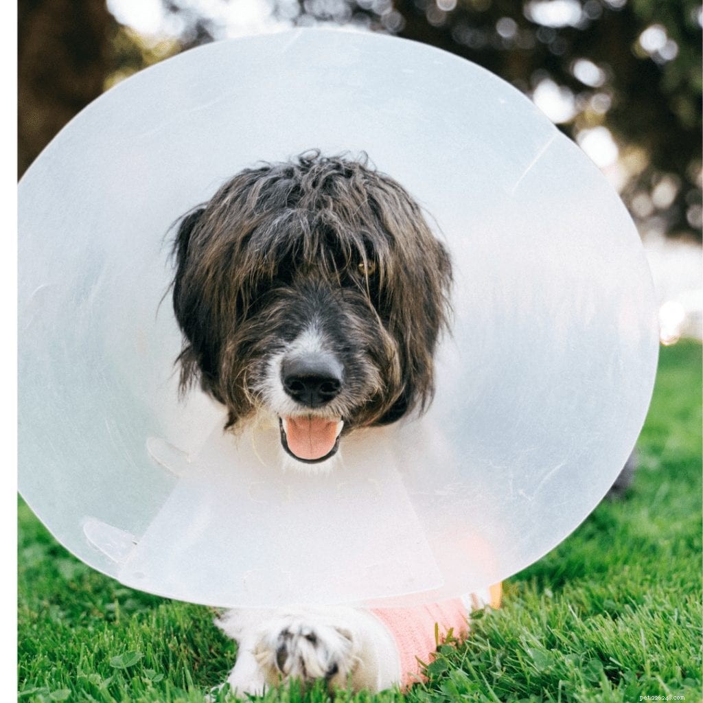 Preventing Common Dog Injuries: A Guide to Safer Pet Care