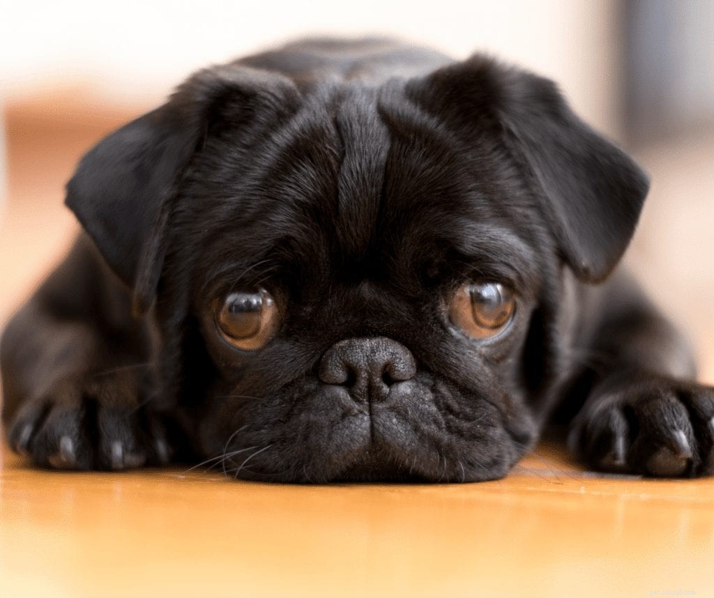 10 Essential Facts Before Bringing a New Pug Home