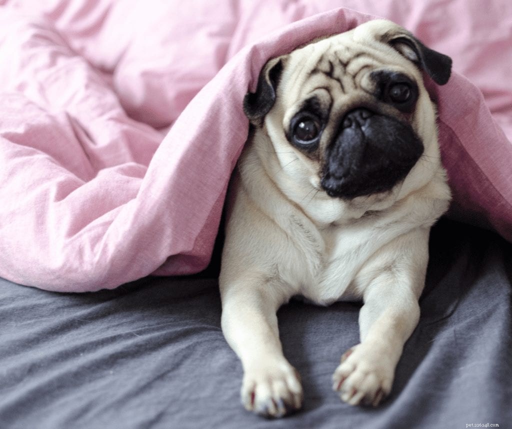 10 Essential Facts Before Bringing a New Pug Home