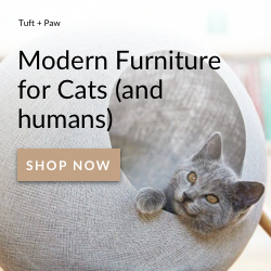 Why Pet Adoption Has Boomed Amid the Pandemic