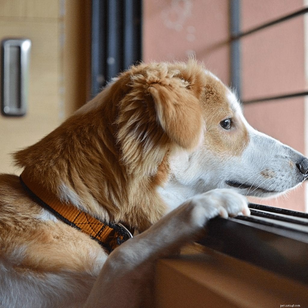 Spotify Unveils Stress-Relief Podcast Designed for Pets