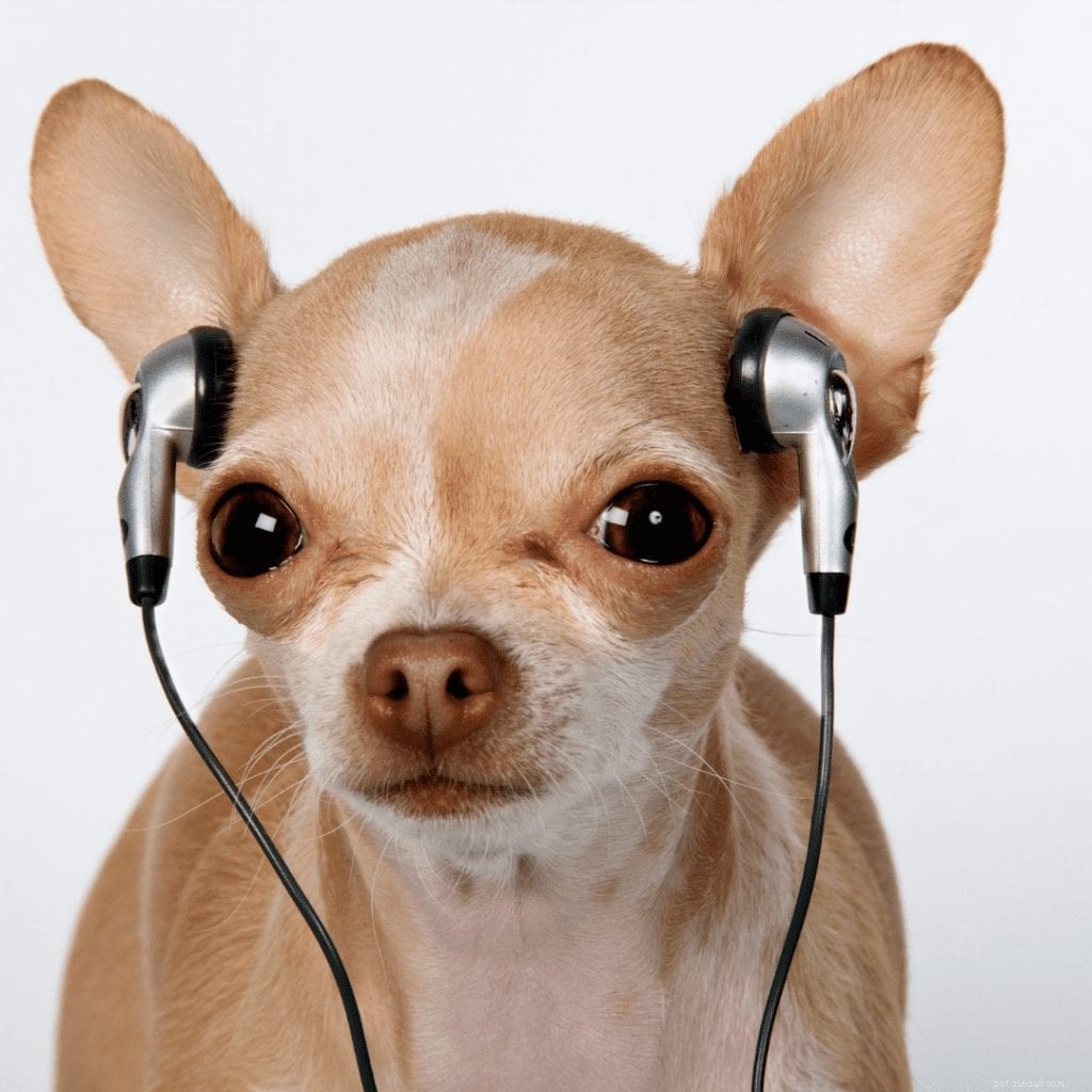 Spotify Unveils Stress-Relief Podcast Designed for Pets