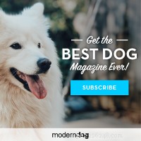 10 Proven Ways Owning a Dog Boosts Your Child’s Growth