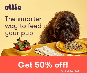 Understanding the Science Behind a Dog s Remarkable Sniffing Ability