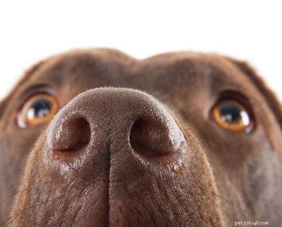 Understanding the Science Behind a Dog s Remarkable Sniffing Ability