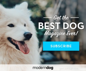 Understanding the Science Behind a Dog s Remarkable Sniffing Ability