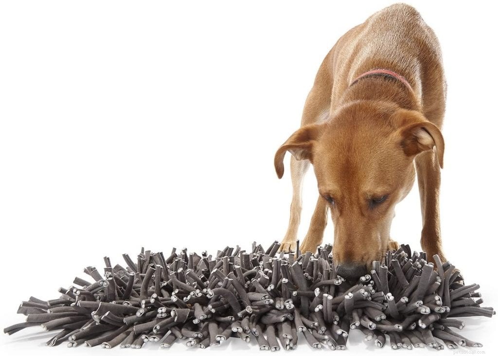 Understanding the Science Behind a Dog s Remarkable Sniffing Ability