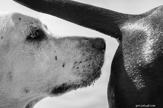 Understanding the Science Behind a Dog s Remarkable Sniffing Ability