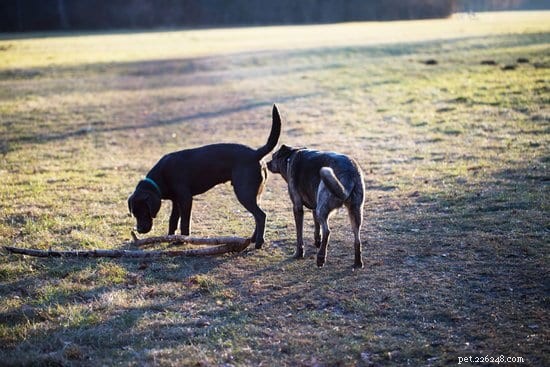 Understanding the Science Behind a Dog s Remarkable Sniffing Ability