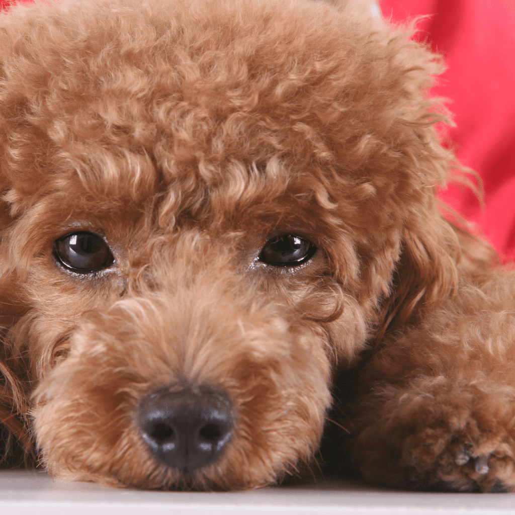 Poodles as Pets: Why Toy, Miniature, and Standard Breeds Make Excellent Companions