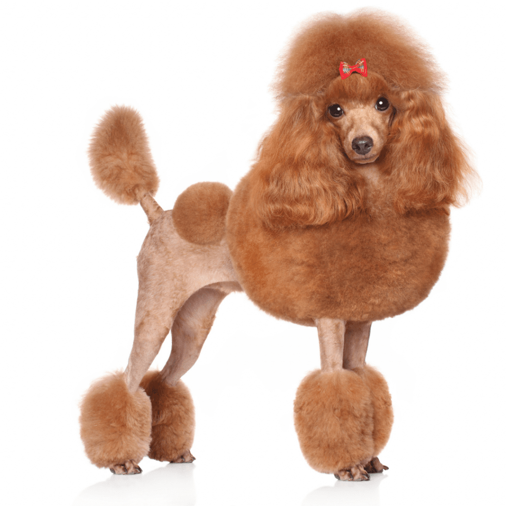 Poodles as Pets: Why Toy, Miniature, and Standard Breeds Make Excellent Companions