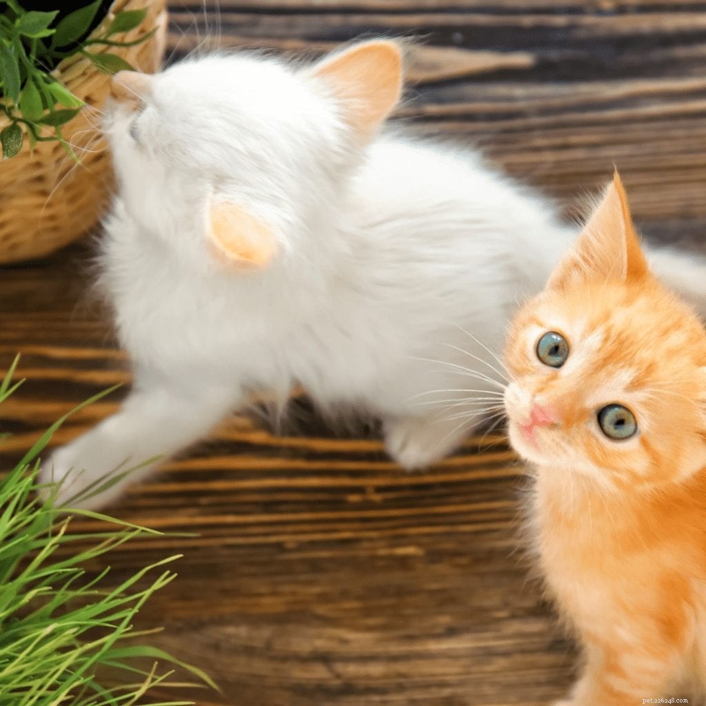 Blending Indoor and Outdoor Spaces with Pet-Friendly Furniture and Nature-Inspired Décor