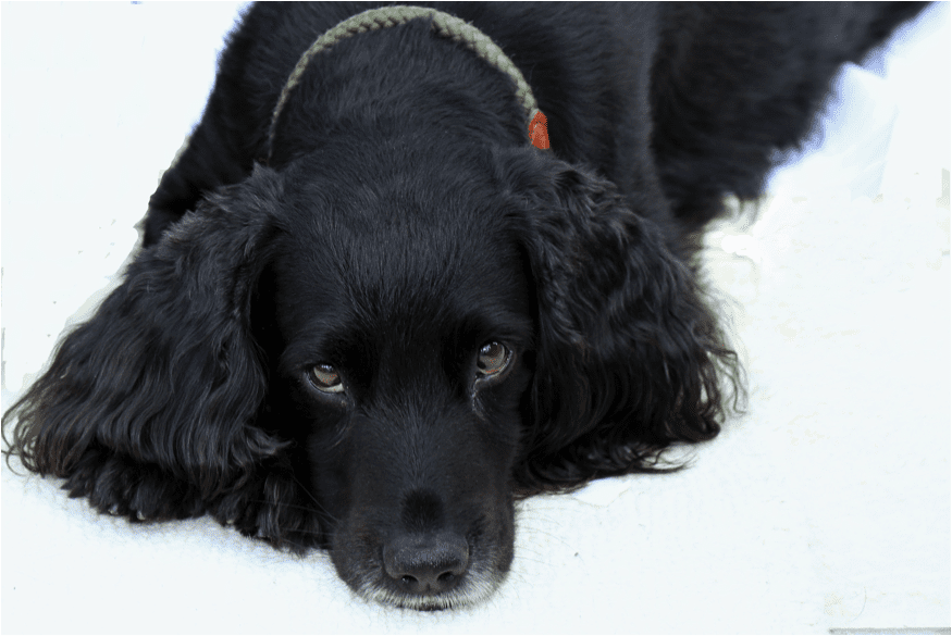 15 Spaniel Dog Breeds: History, Traits & Care Guide