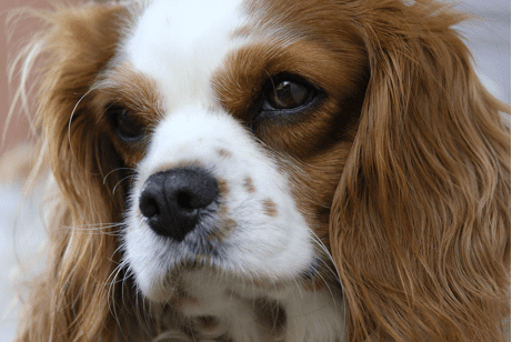 15 Spaniel Dog Breeds: History, Traits & Care Guide