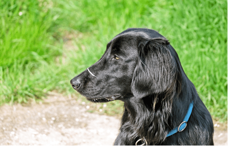 15 Spaniel Dog Breeds: History, Traits & Care Guide