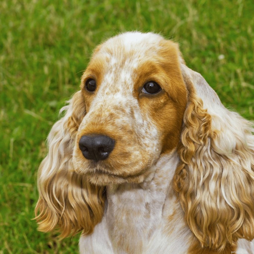 15 Spaniel Dog Breeds: History, Traits & Care Guide