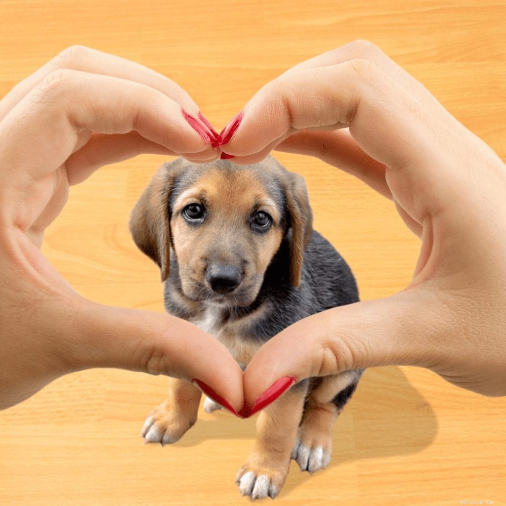 Grain-Free Pet Food: Benefits, Risks, and What Your Pet Really Needs