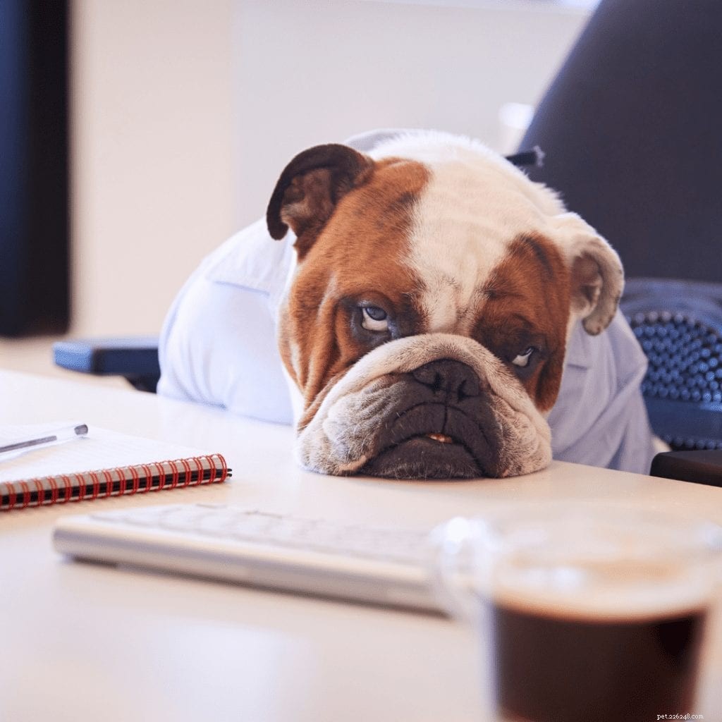 Is Your Dog Bored? Signs, Causes, and How to Keep Them Engaged