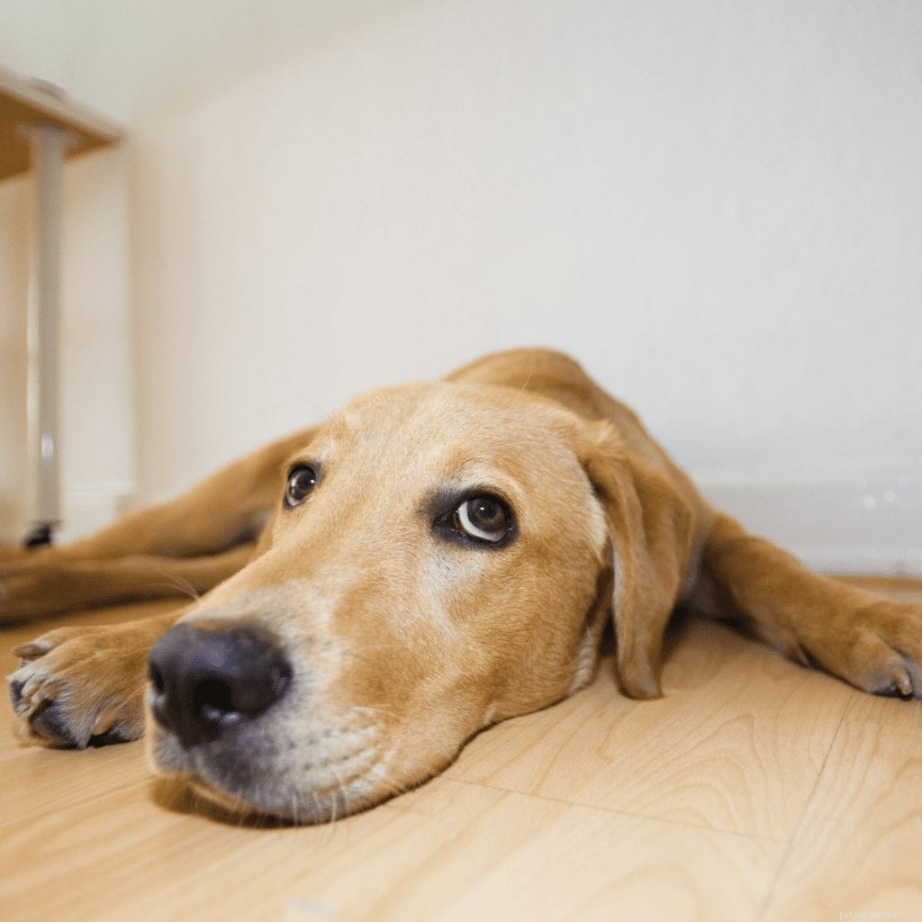 Is Your Dog Bored? Signs, Causes, and How to Keep Them Engaged