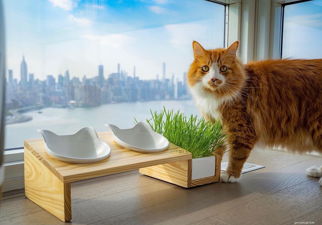 Why Cats Have Whiskers: Understanding Their Vital Functions