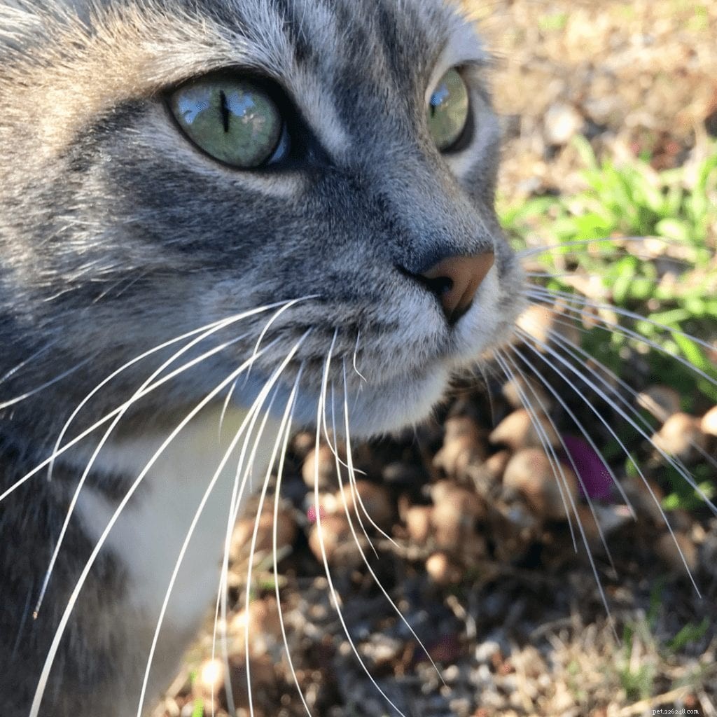 Why Cats Have Whiskers: Understanding Their Vital Functions