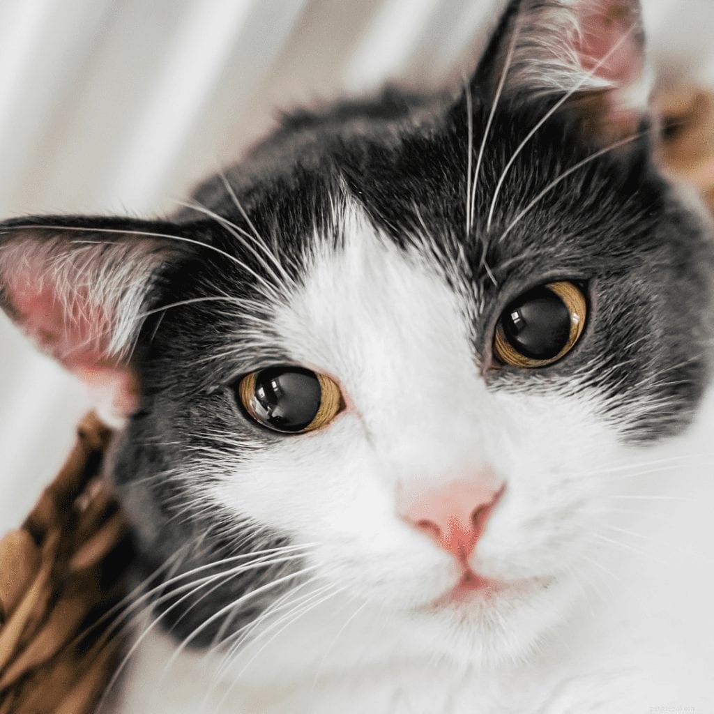 Why Cats Have Whiskers: Understanding Their Vital Functions