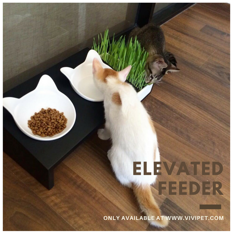 Why Cats Have Whiskers: Understanding Their Vital Functions
