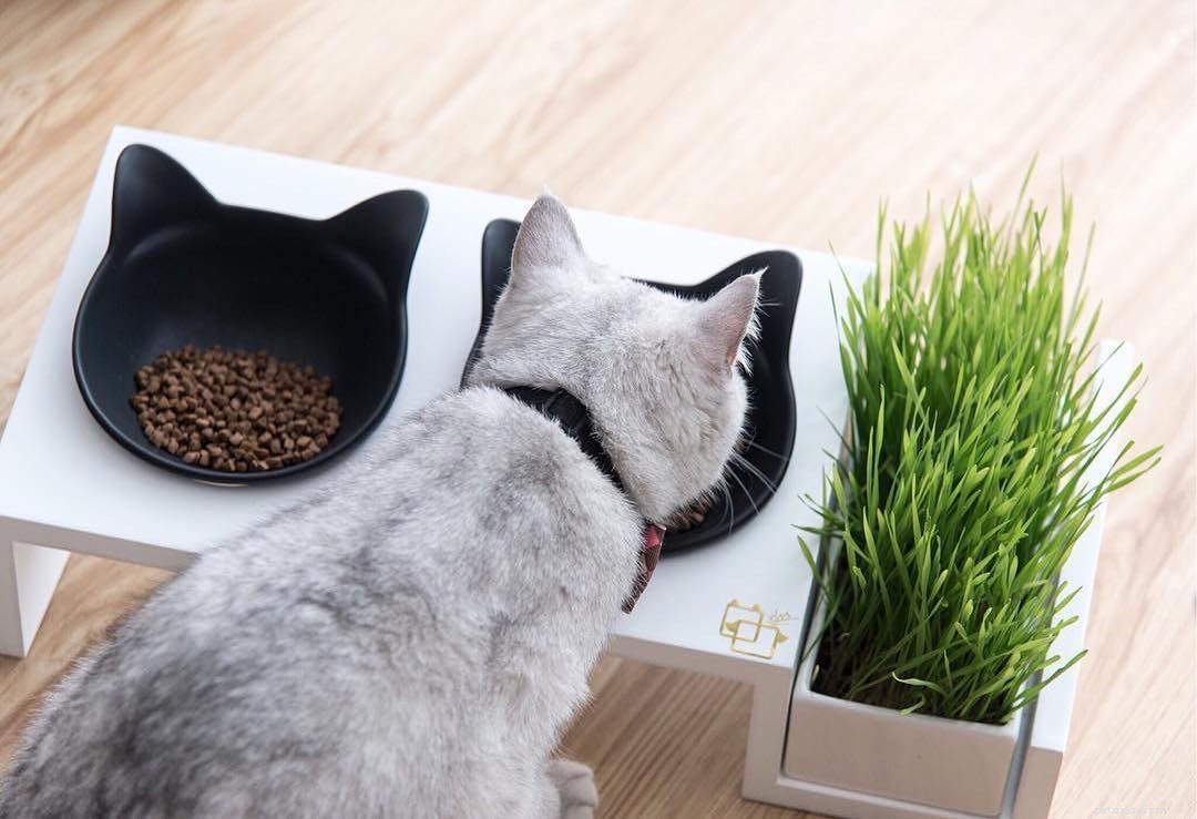 Why Cats Have Whiskers: Understanding Their Vital Functions