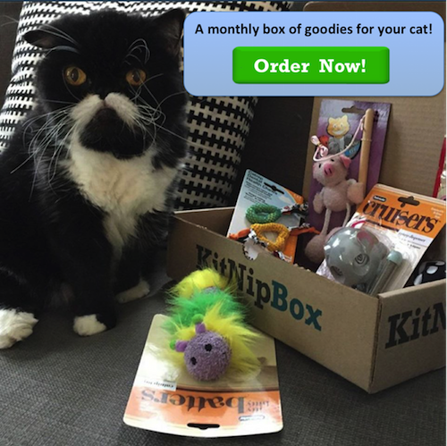 10 Innovative Cat Toys That Will Delight Your Feline Friend