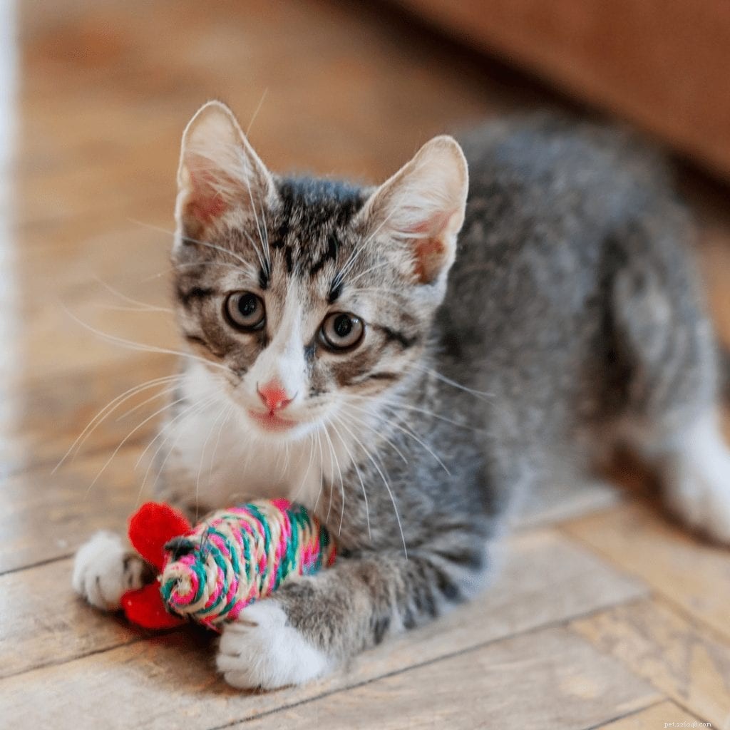 10 Innovative Cat Toys That Will Delight Your Feline Friend