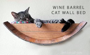 10 Innovative Cat Toys That Will Delight Your Feline Friend