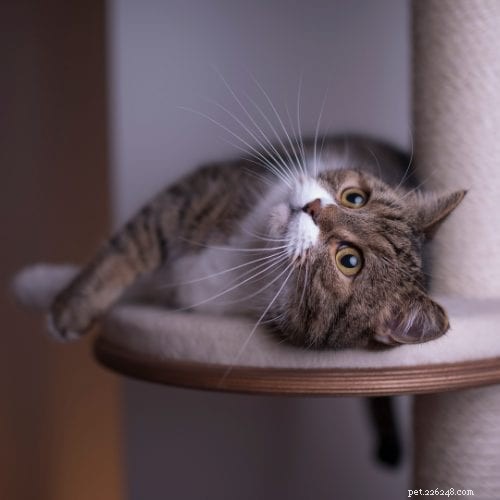8 Stylish Cat Trees That Transform Your Home