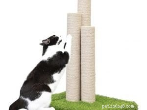 Top 10 Instagram Accounts Every New Kitten Owner Should Follow