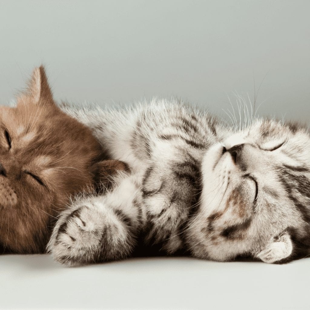 Top 10 Instagram Accounts Every New Kitten Owner Should Follow
